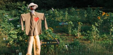 Fugleskræmsel med stort rødt hjerte - stående i blomstrende mark med solsikker og andre flotte og grønne blomster etc.