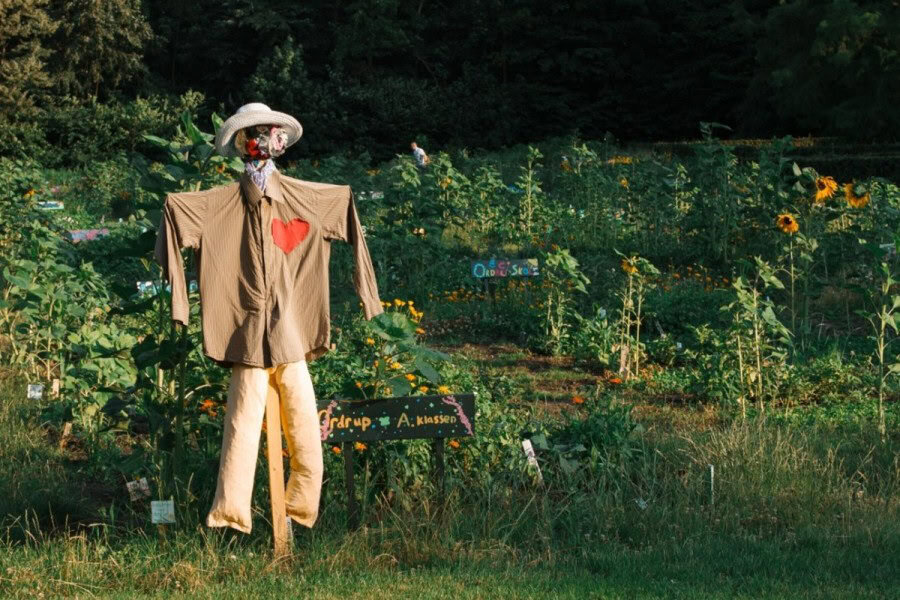 Fugleskræmsel med stort rødt hjerte - stående i blomstrende mark med solsikker og andre flotte og grønne blomster etc.